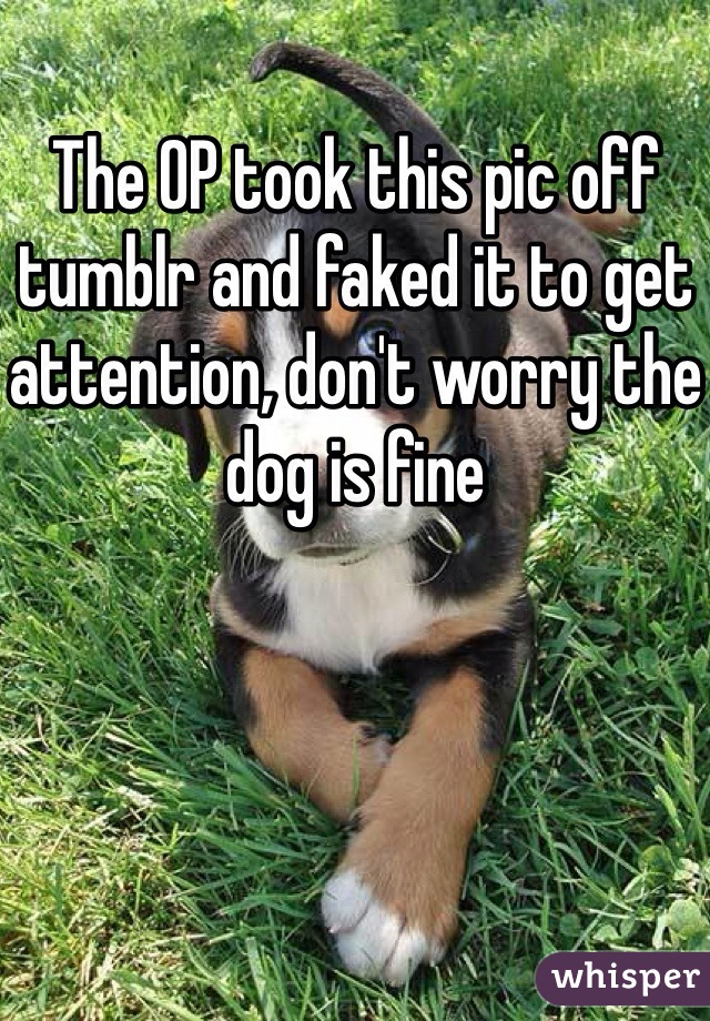 The OP took this pic off tumblr and faked it to get attention, don't worry the dog is fine