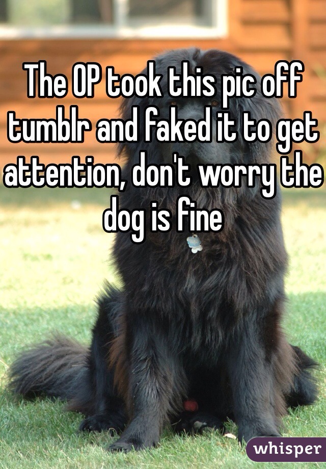 The OP took this pic off tumblr and faked it to get attention, don't worry the dog is fine