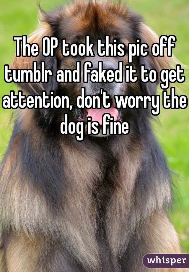 The OP took this pic off tumblr and faked it to get attention, don't worry the dog is fine