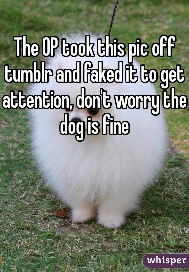 The OP took this pic off tumblr and faked it to get attention, don't worry the dog is fine