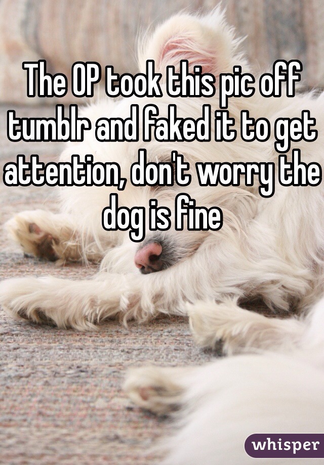 The OP took this pic off tumblr and faked it to get attention, don't worry the dog is fine