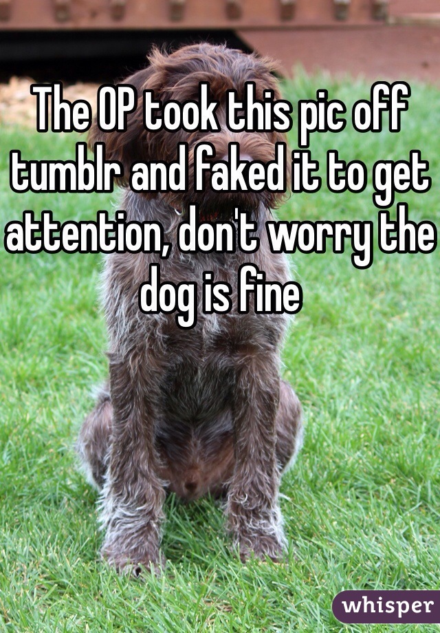 The OP took this pic off tumblr and faked it to get attention, don't worry the dog is fine