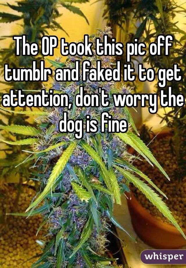 The OP took this pic off tumblr and faked it to get attention, don't worry the dog is fine