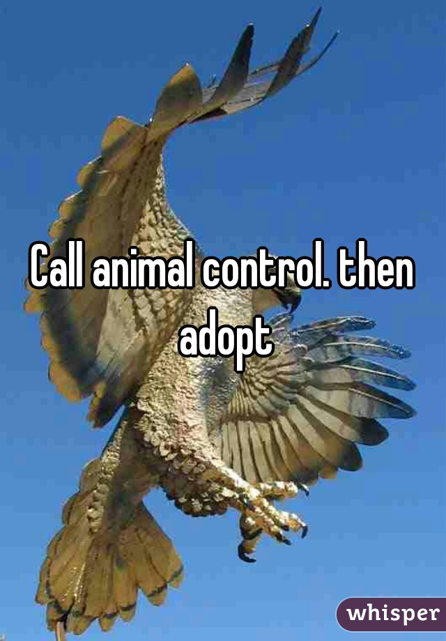 Call animal control. then adopt