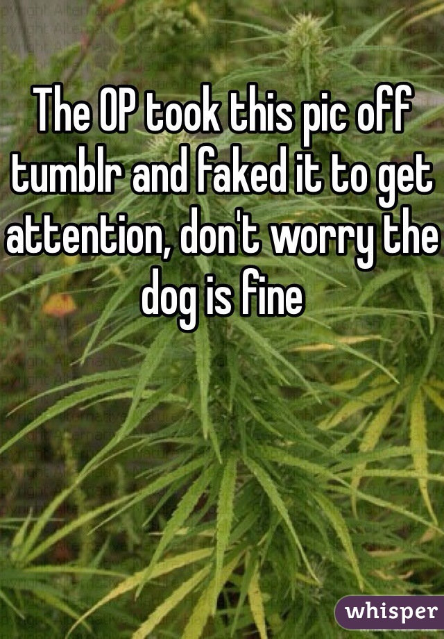 The OP took this pic off tumblr and faked it to get attention, don't worry the dog is fine