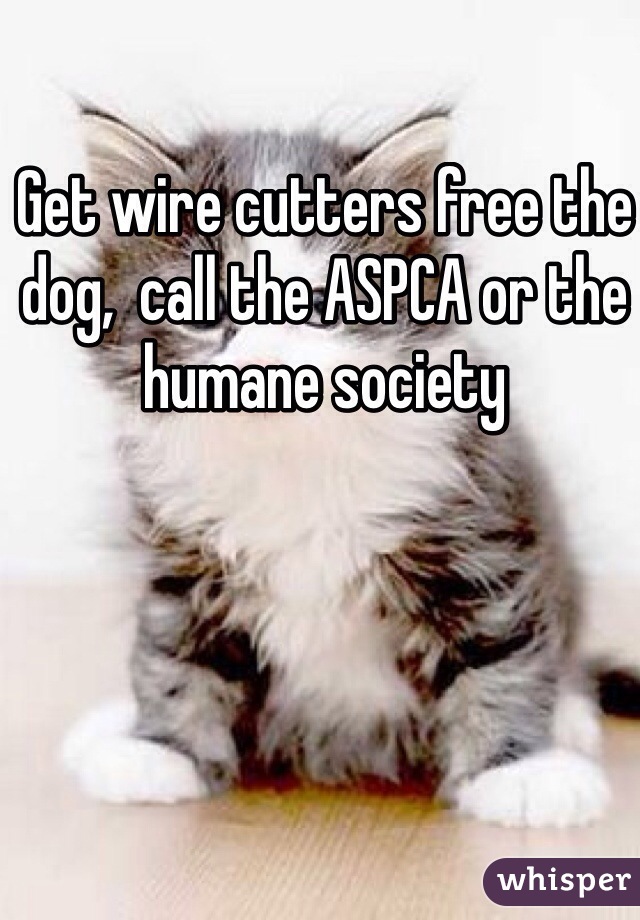 Get wire cutters free the dog,  call the ASPCA or the humane society 