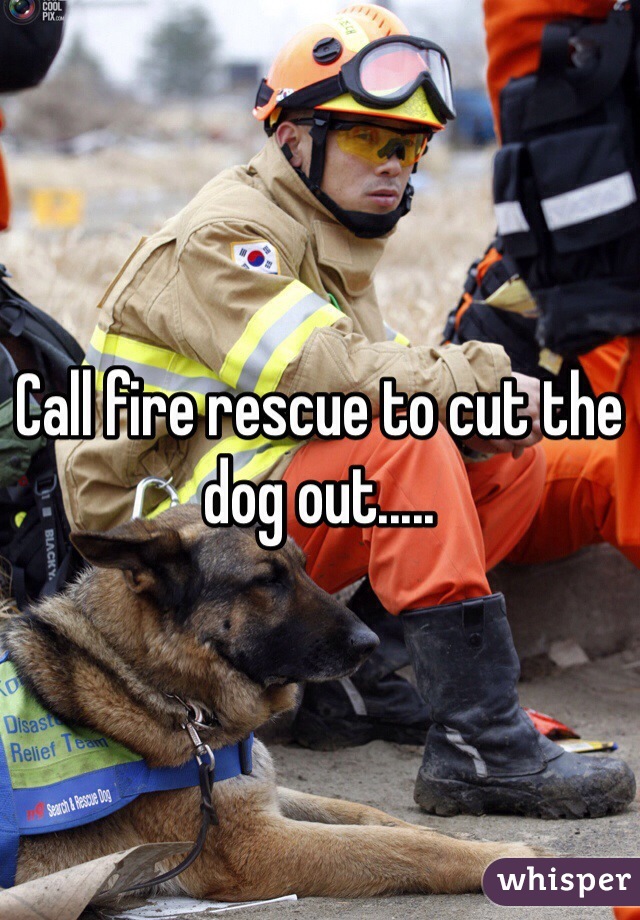 Call fire rescue to cut the dog out..... 