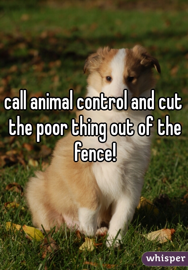 call animal control and cut the poor thing out of the fence!