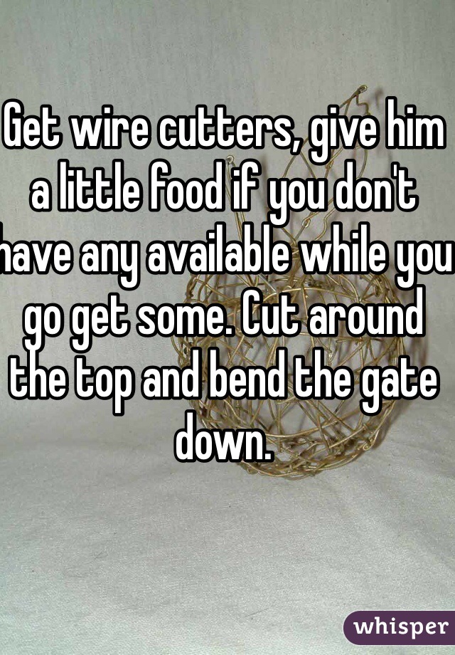 Get wire cutters, give him a little food if you don't have any available while you go get some. Cut around the top and bend the gate down. 