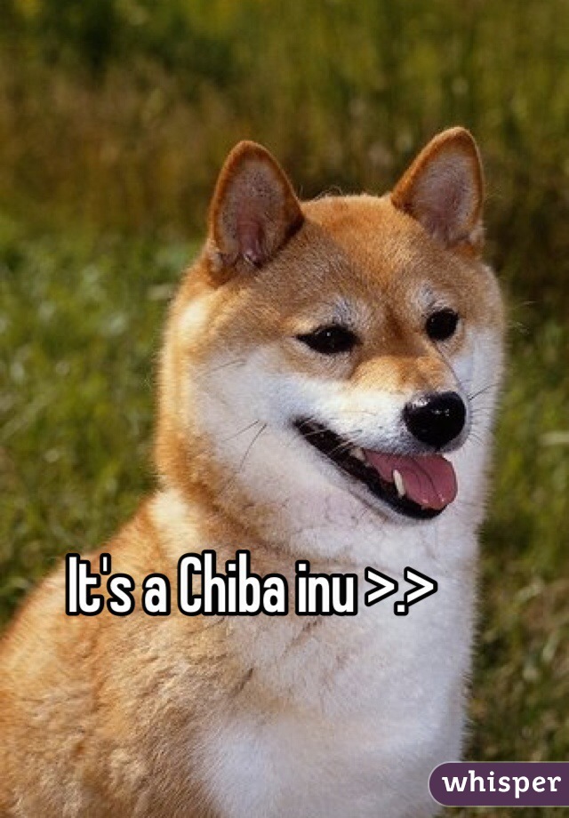 It's a Chiba inu >.>