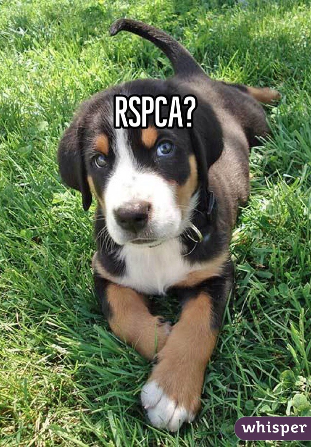 RSPCA?