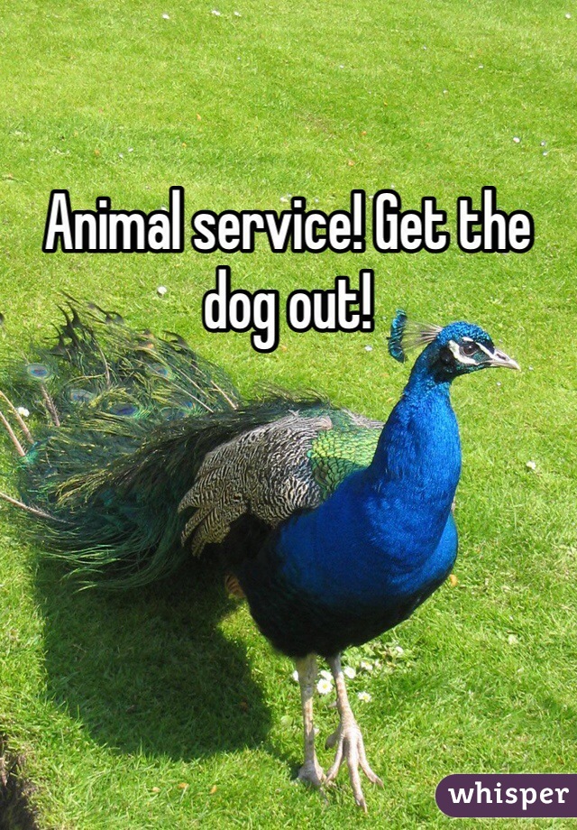 Animal service! Get the dog out!