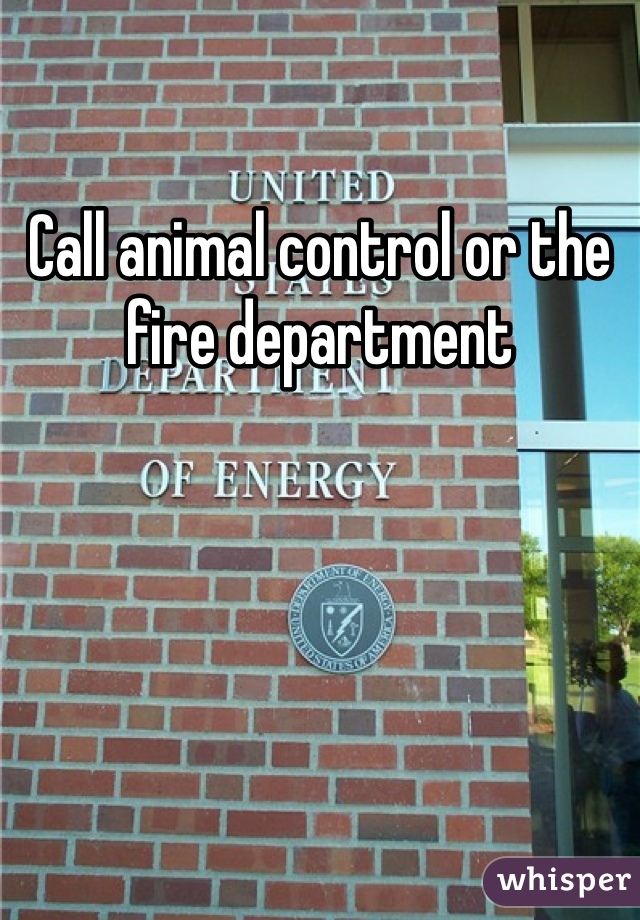 Call animal control or the fire department 