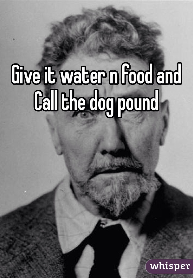 Give it water n food and Call the dog pound