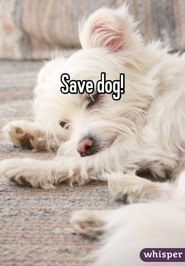 Save dog! 