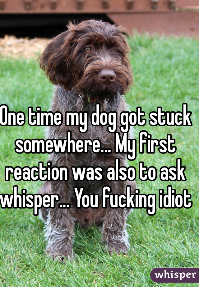 One time my dog got stuck somewhere... My first reaction was also to ask whisper... You fucking idiot  