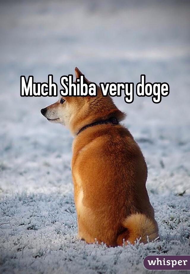 Much Shiba very doge