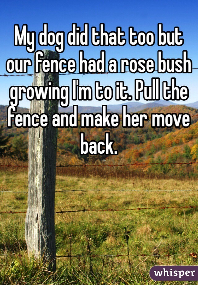 My dog did that too but our fence had a rose bush growing I'm to it. Pull the fence and make her move back. 