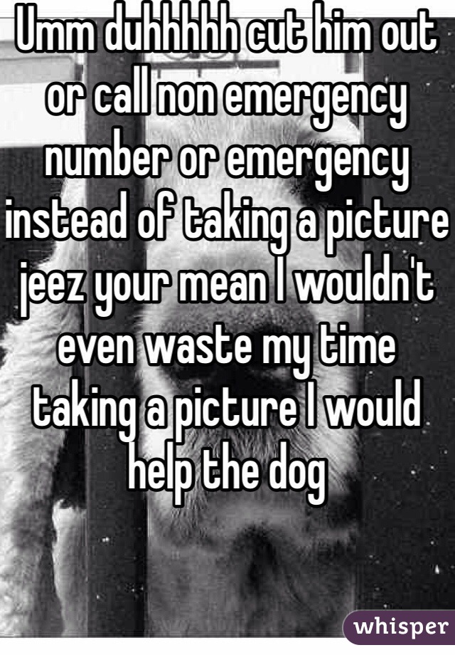 Umm duhhhhh cut him out or call non emergency number or emergency instead of taking a picture jeez your mean I wouldn't even waste my time taking a picture I would help the dog 