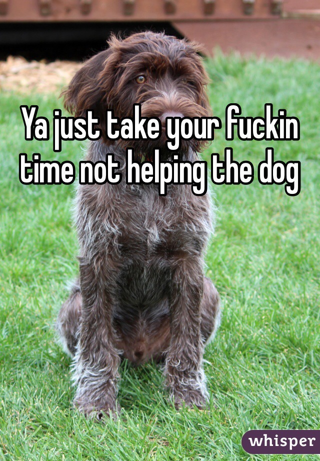 Ya just take your fuckin time not helping the dog 