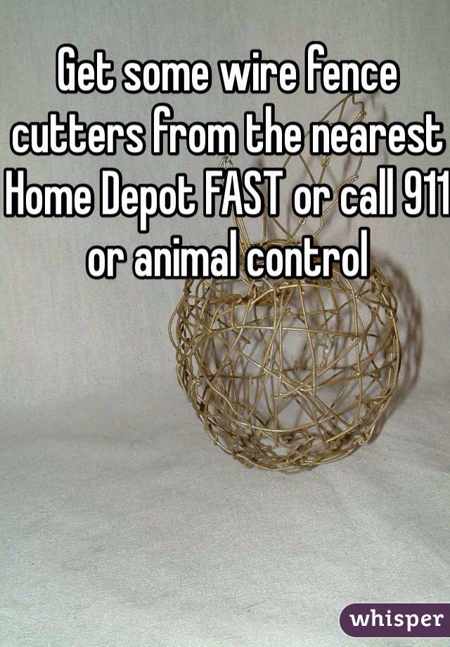 Get some wire fence cutters from the nearest Home Depot FAST or call 911 or animal control