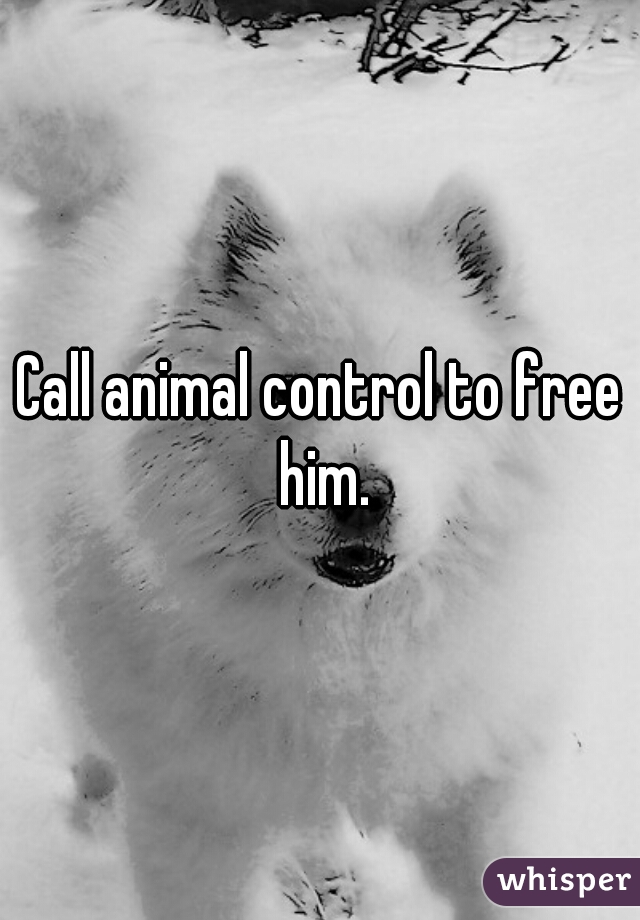 Call animal control to free him.