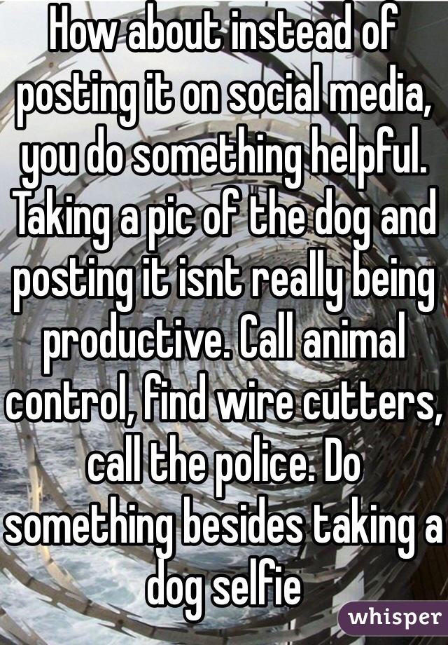 How about instead of posting it on social media, you do something helpful. Taking a pic of the dog and posting it isnt really being productive. Call animal control, find wire cutters, call the police. Do something besides taking a dog selfie