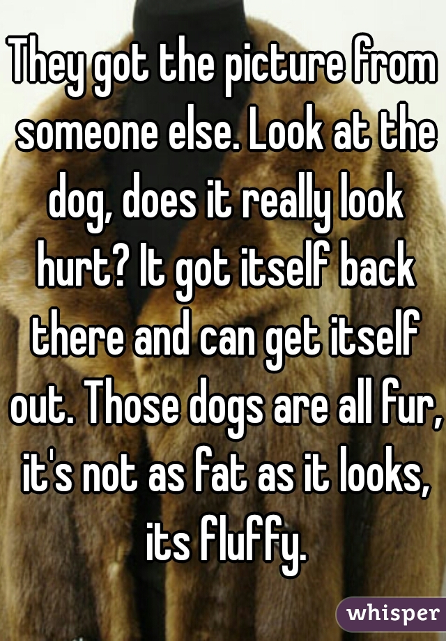 They got the picture from someone else. Look at the dog, does it really look hurt? It got itself back there and can get itself out. Those dogs are all fur, it's not as fat as it looks, its fluffy.