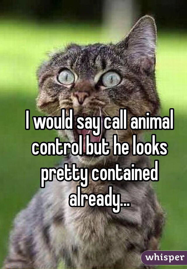 I would say call animal control but he looks pretty contained already...