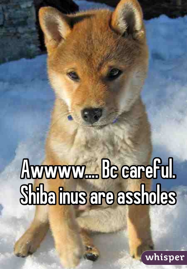 Awwww.... Bc careful.  Shiba inus are assholes
