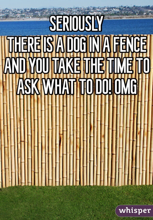 SERIOUSLY
THERE IS A DOG IN A FENCE AND YOU TAKE THE TIME TO ASK WHAT TO DO! OMG