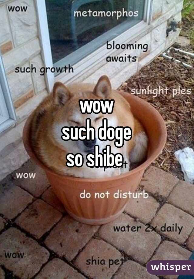 wow
such doge
so shibe 