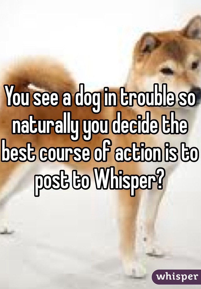 You see a dog in trouble so naturally you decide the best course of action is to post to Whisper?