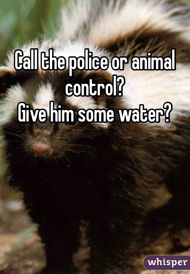 Call the police or animal control?
Give him some water?