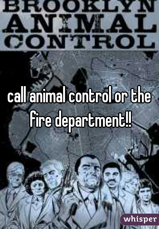 call animal control or the fire department!!