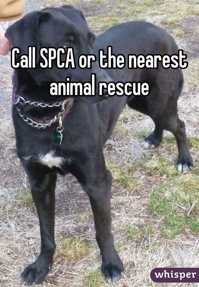 Call SPCA or the nearest animal rescue