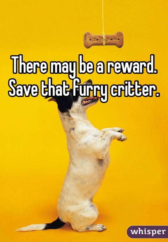 There may be a reward. Save that furry critter. 