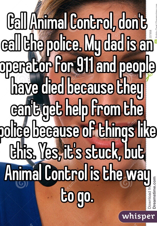 Call Animal Control, don't call the police. My dad is an operator for 911 and people have died because they can't get help from the police because of things like this. Yes, it's stuck, but Animal Control is the way to go.