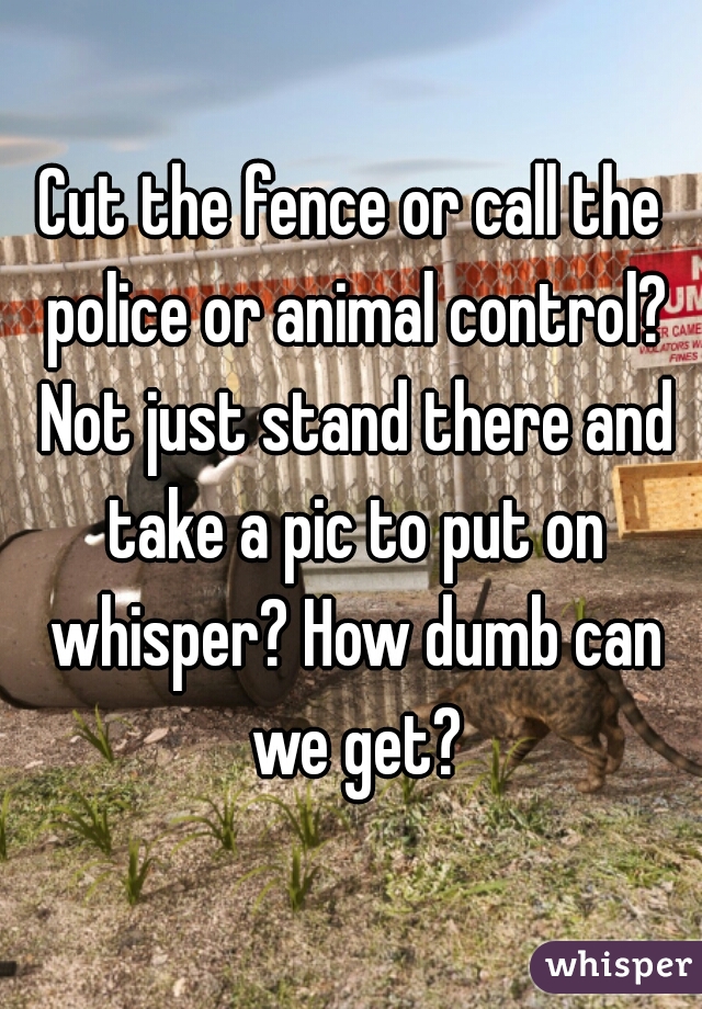 Cut the fence or call the police or animal control? Not just stand there and take a pic to put on whisper? How dumb can we get?