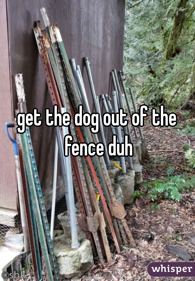 get the dog out of the fence duh