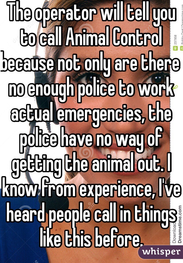 The operator will tell you to call Animal Control because not only are there no enough police to work actual emergencies, the police have no way of getting the animal out. I know from experience, I've heard people call in things like this before.