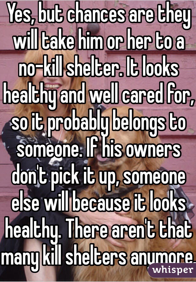 Yes, but chances are they will take him or her to a no-kill shelter. It looks healthy and well cared for, so it probably belongs to someone. If his owners don't pick it up, someone else will because it looks healthy. There aren't that many kill shelters anymore.