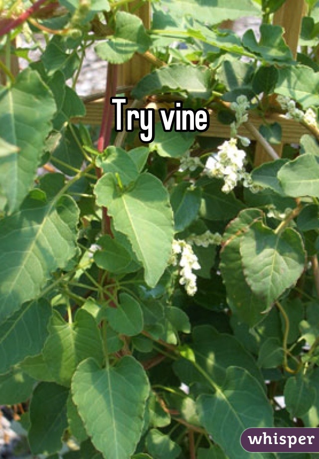 Try vine