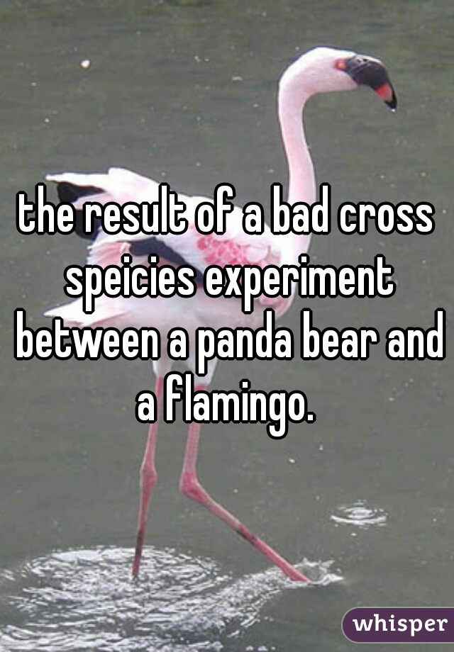 the result of a bad cross speicies experiment between a panda bear and a flamingo. 