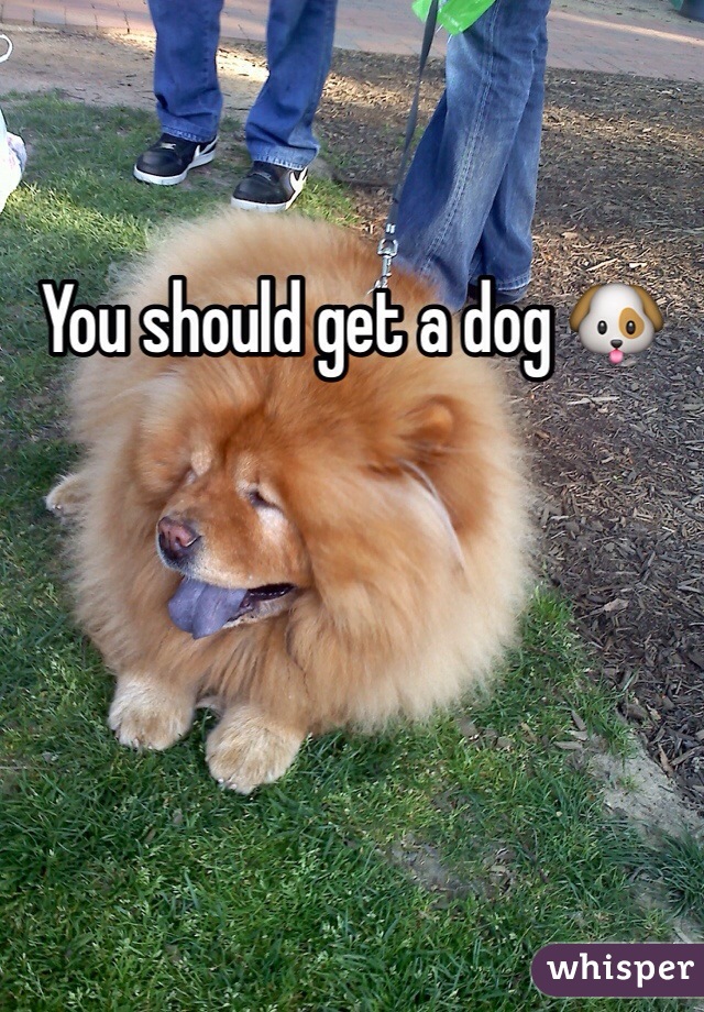 You should get a dog 🐶