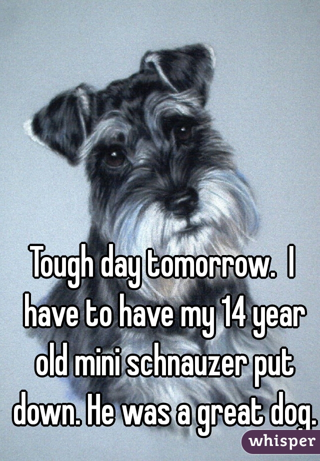 Tough day tomorrow.  I have to have my 14 year old mini schnauzer put down. He was a great dog.