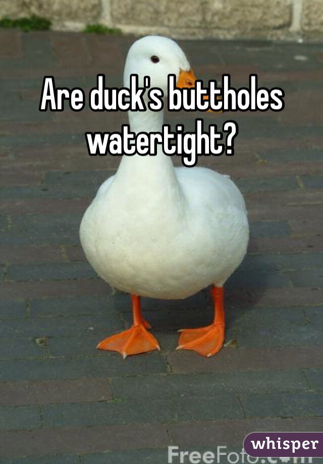 Are duck's buttholes watertight?