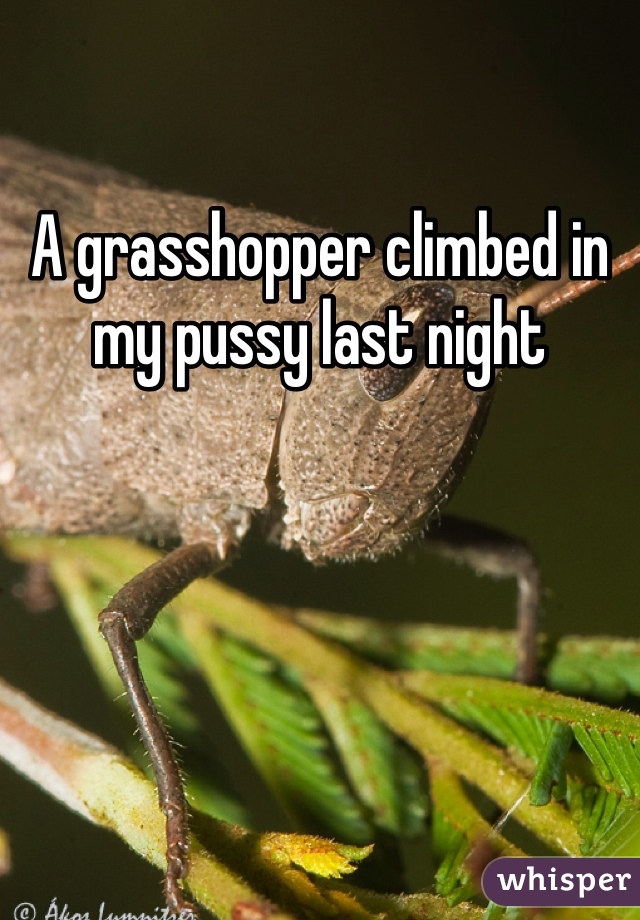 A grasshopper climbed in my pussy last night 