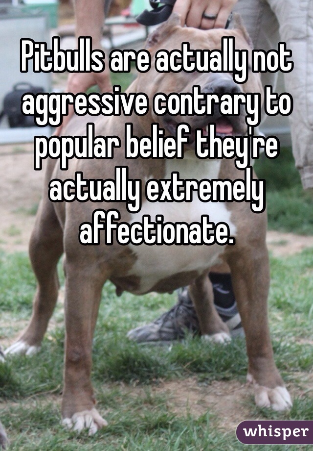 Pitbulls are actually not aggressive contrary to popular belief they're actually extremely affectionate.