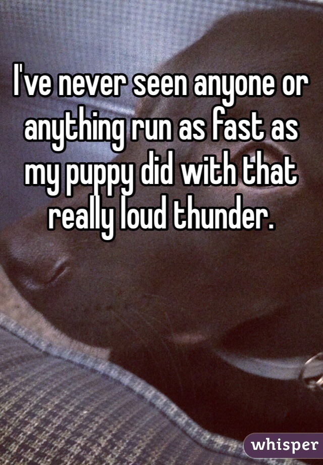 I've never seen anyone or anything run as fast as my puppy did with that really loud thunder. 